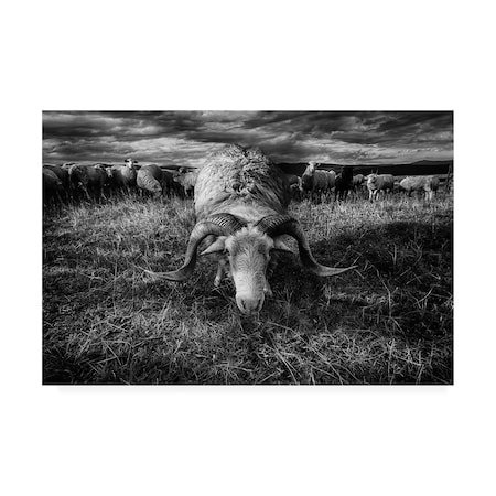 Peter Majkut 'Face To Face Ram' Canvas Art,16x24